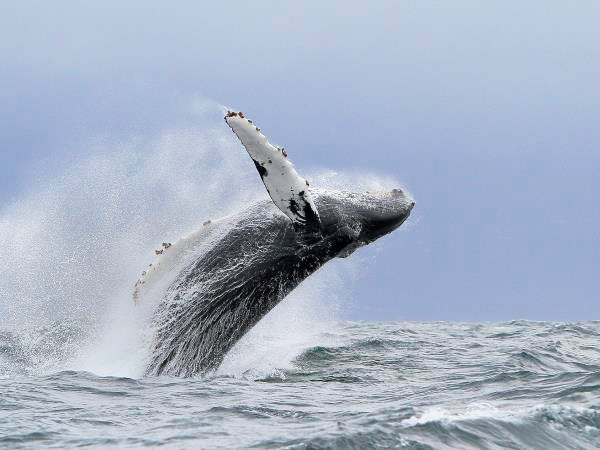 Azores whale watching