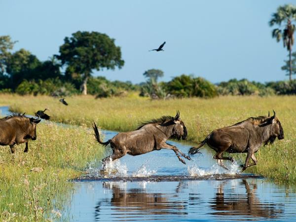 Botswana & Victoria Falls